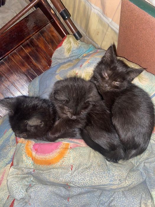 Котята Бесплатно