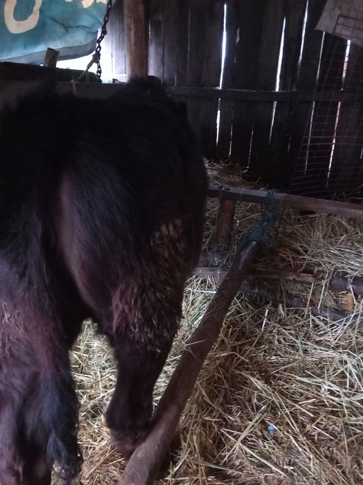 Vițea de rasa angus