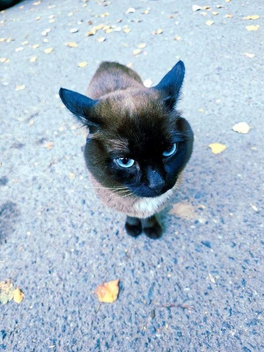 Красивый сиамский кот ищет дом!