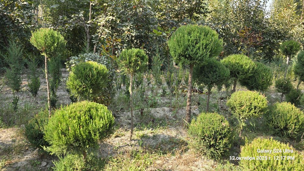 Чупа - чупс Можжевельник