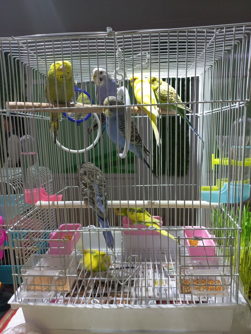 Волнистые попугаи домашнего разведение