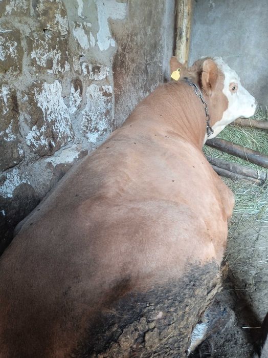 Продам КРС Молодняк