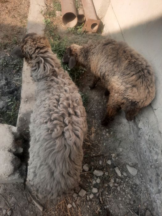 Мода баррала сотилади