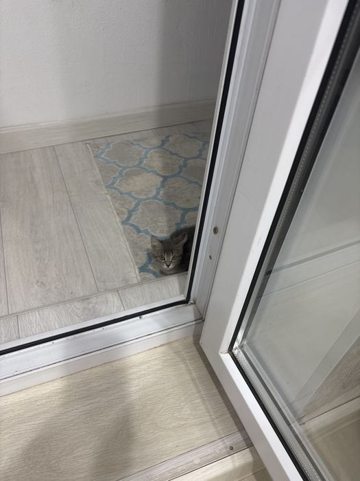 Отдам котенка в хорошие добрые руки!!!