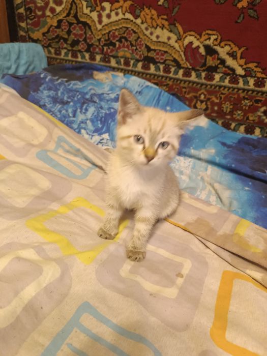 Отдам котёнка даром