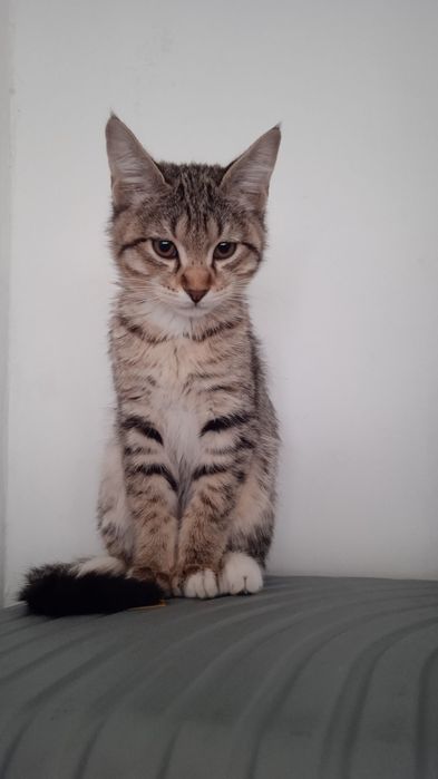 Мушукчалар сотилади.