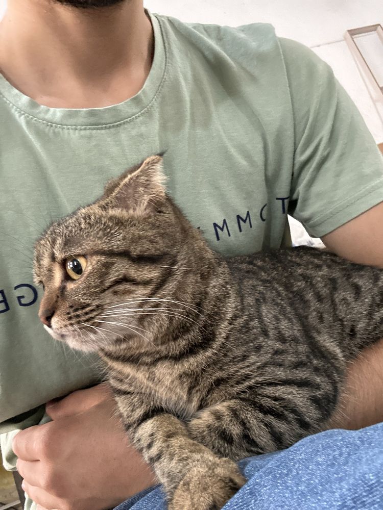 Кошкка скотч фолз