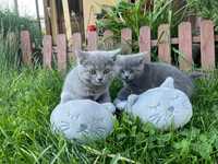 Motănel british shorthair 8 săptămâni