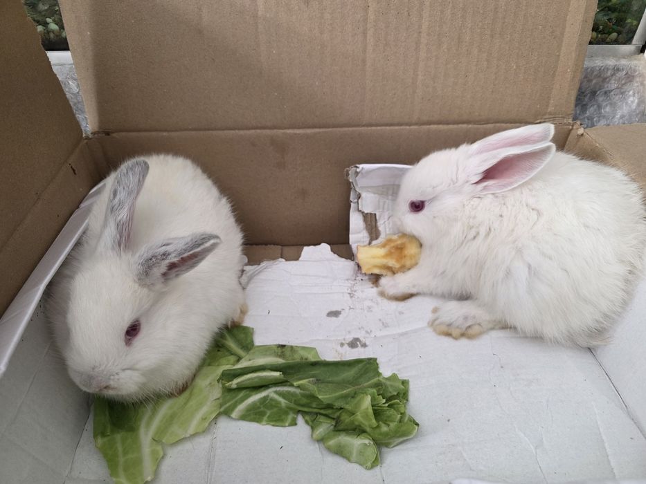 Калифорнийские крольчата
