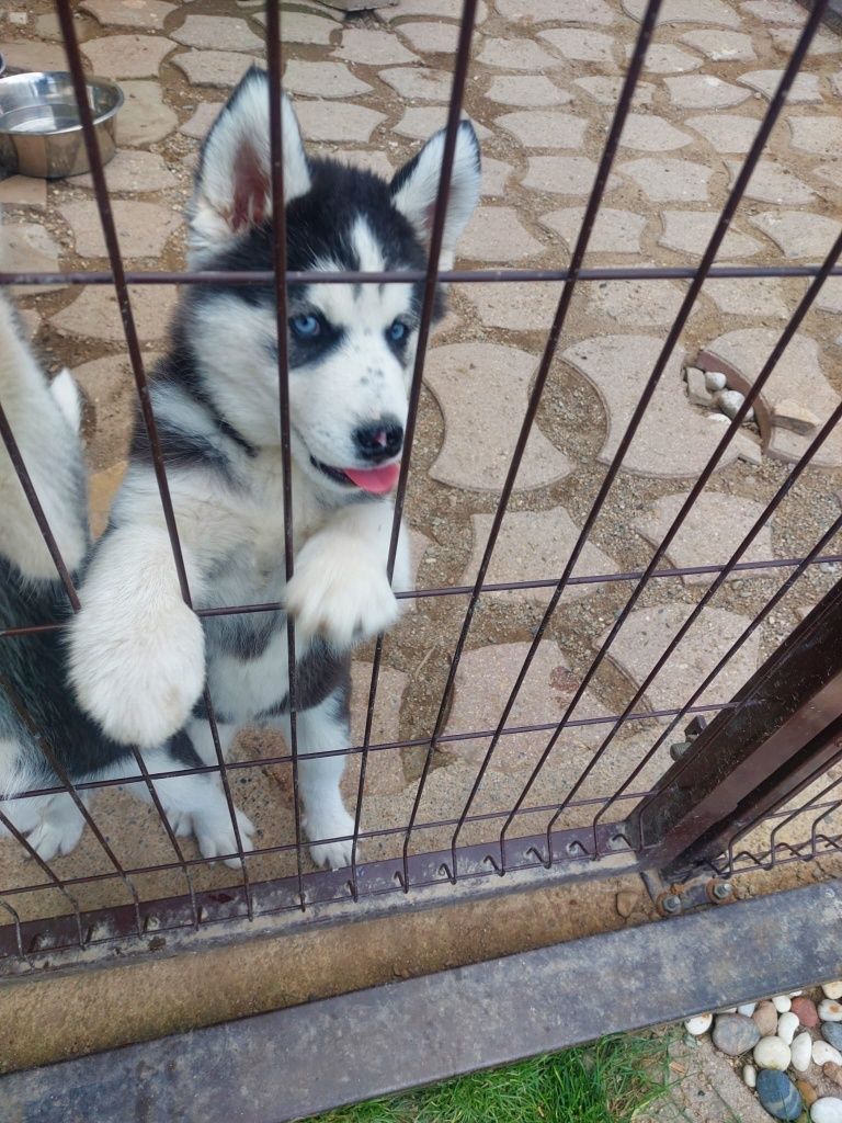 Мъжко хъски 4 месеца