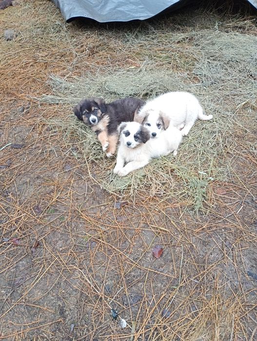 Donez cățelușă ciobanesc