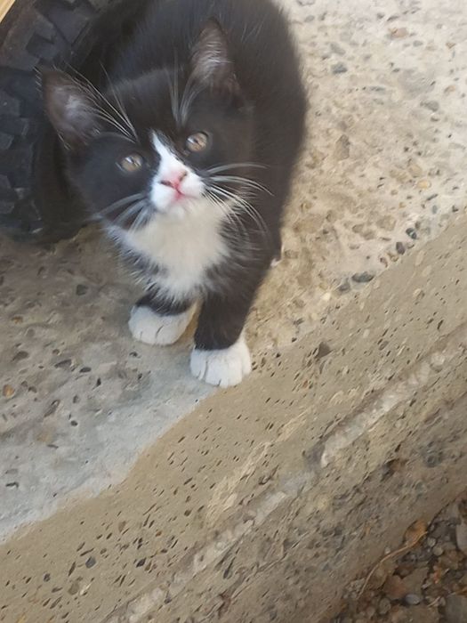 Котята отдам бесплатно