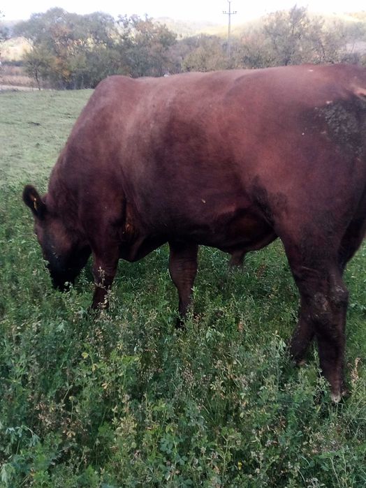 De vânzare sau schimb taur angus