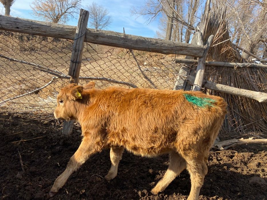 Продается молодые телочки 5месяцев