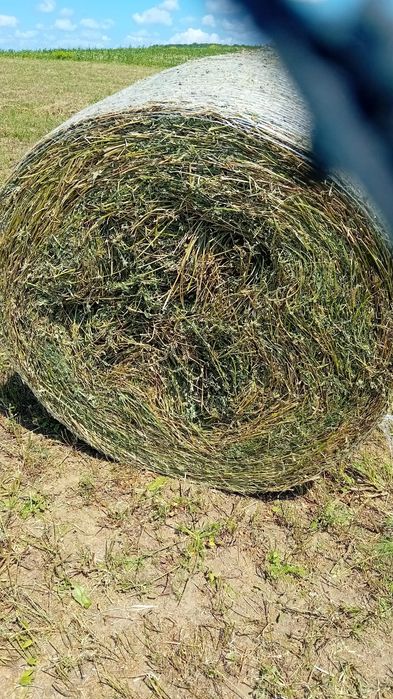 Baloti lucerna c1.c2.Rotunzi.Min 40.Drept.500.sau fan.La TIR>RO.UE