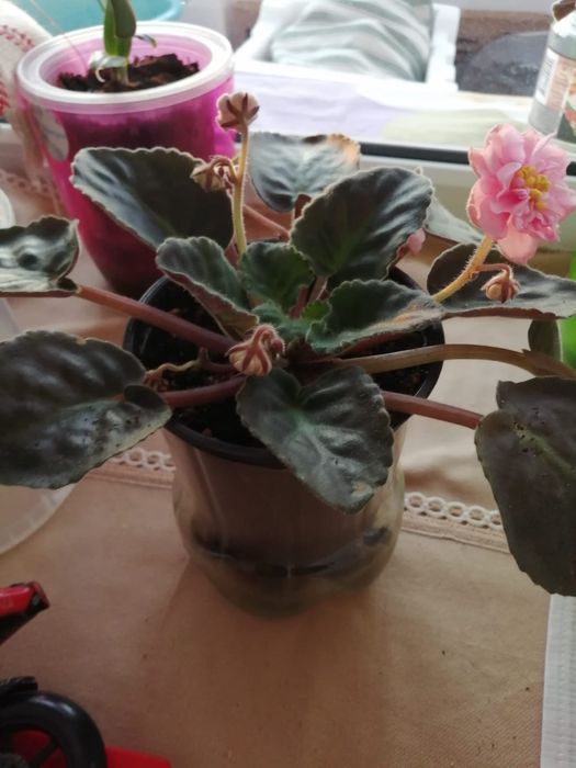 Продам комнатные цветы