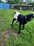 Țap de 1 luna jumatate cauta alta casa
