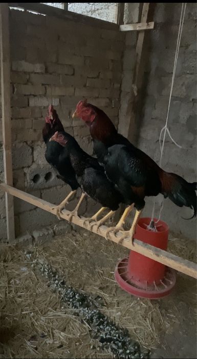 Дакан хўрозлар  (уршмаган)   ва макиен