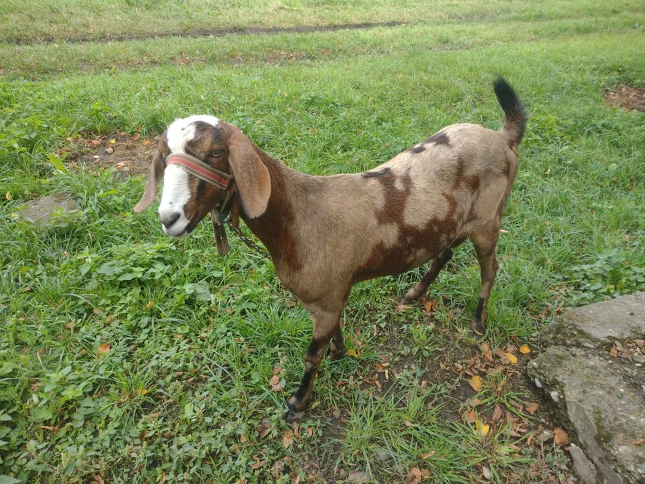 capra anglo nubiana