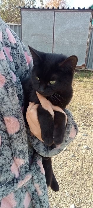 Кошечка ищет себе дрм