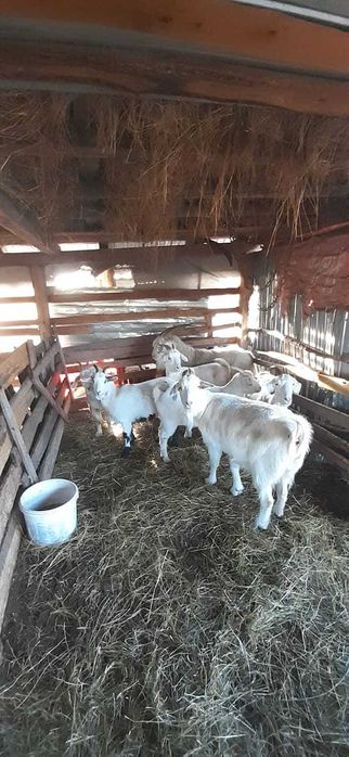 Vând Capre și țap