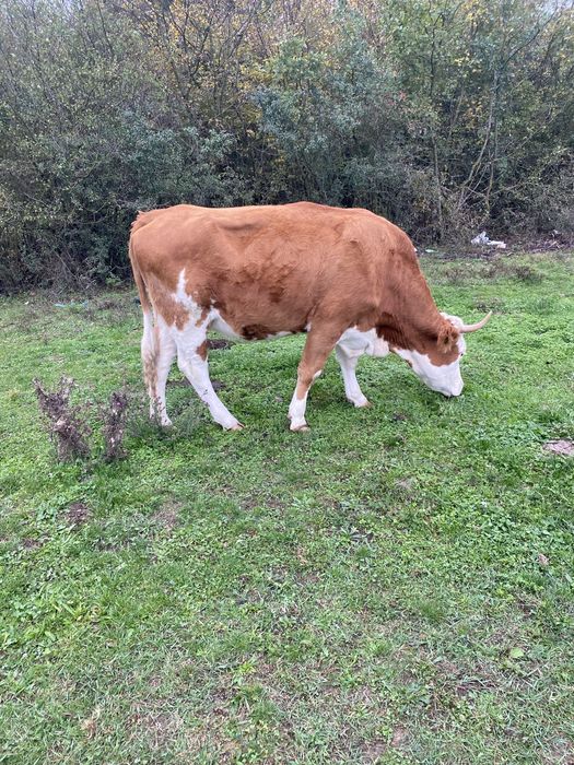 Vaca de vanzare