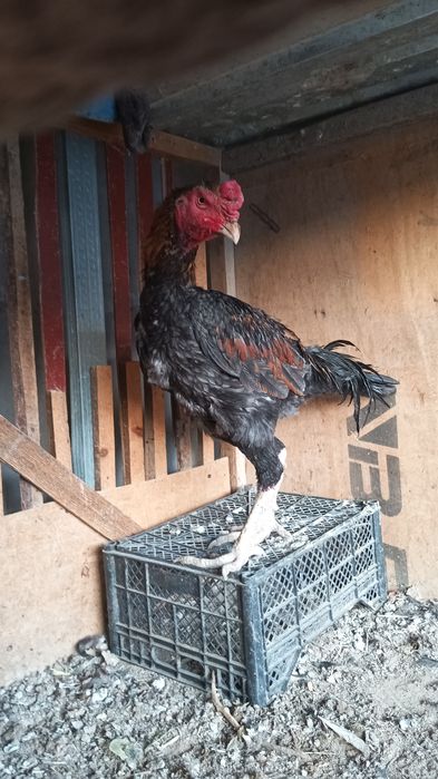 Хуроз сотилади..