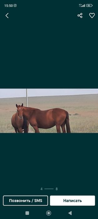 Согым жылкы ети сатылады