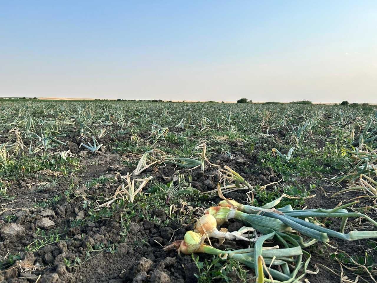 Vând Ceapă Românească de la Producător (Județul Buzău)