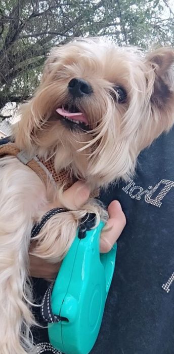 Продам йорка мальчика или обменяю .