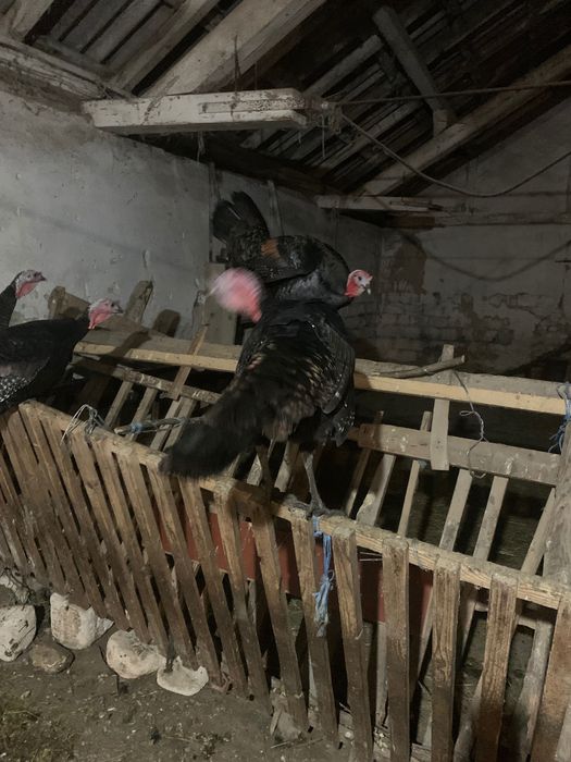 Vand curcani si curci  romanesti  .