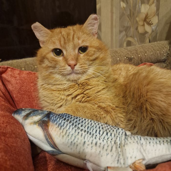 Рыжий красавец в поиске своего Человека