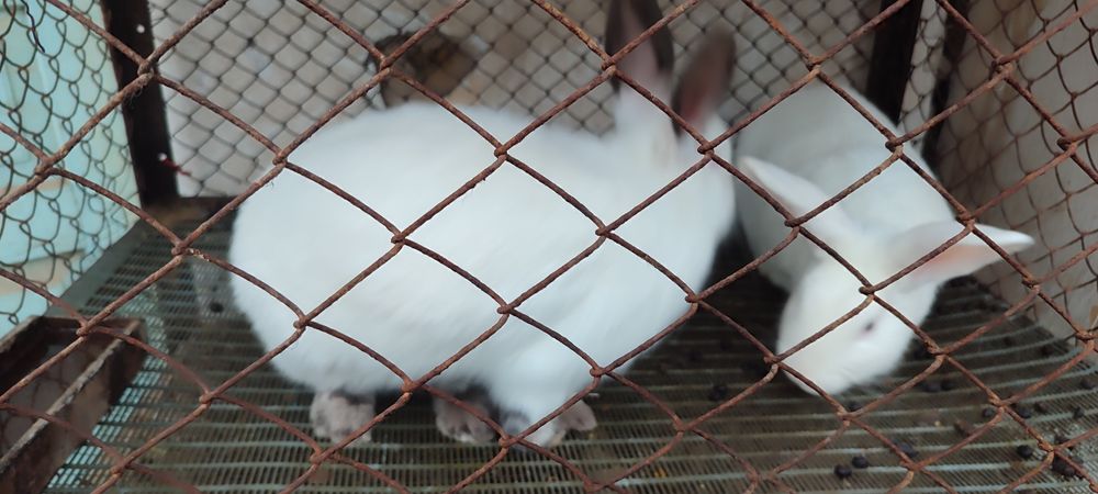 Quyonlar sotiladi. Продаются кролики!