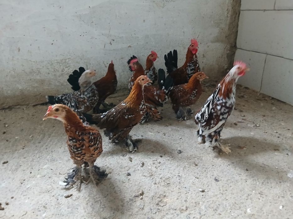 Mii de florii tineret