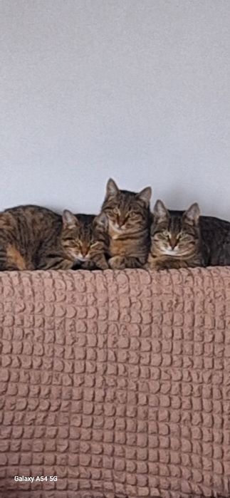 В добрые руки отдам