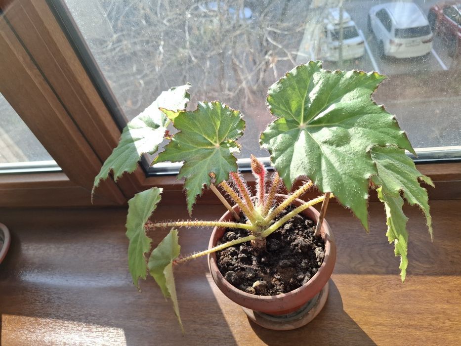 Бегония комнатные растения