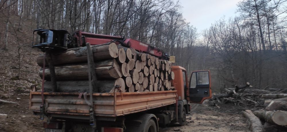 Lemne foc esență tare