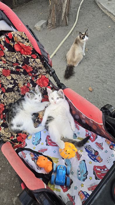 Котят продаётся.