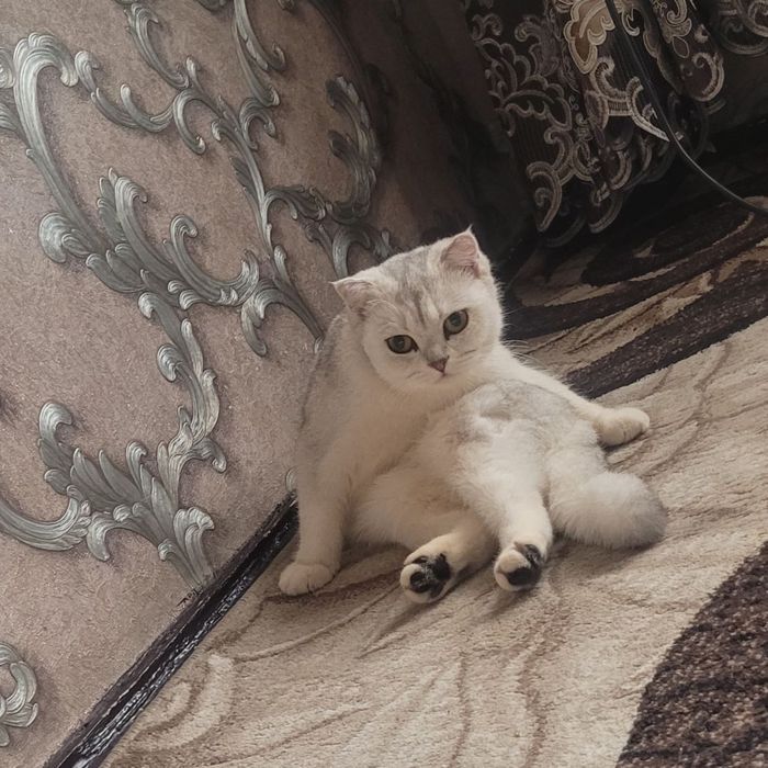 Mushukcha sotiladi. Oppoq tozza