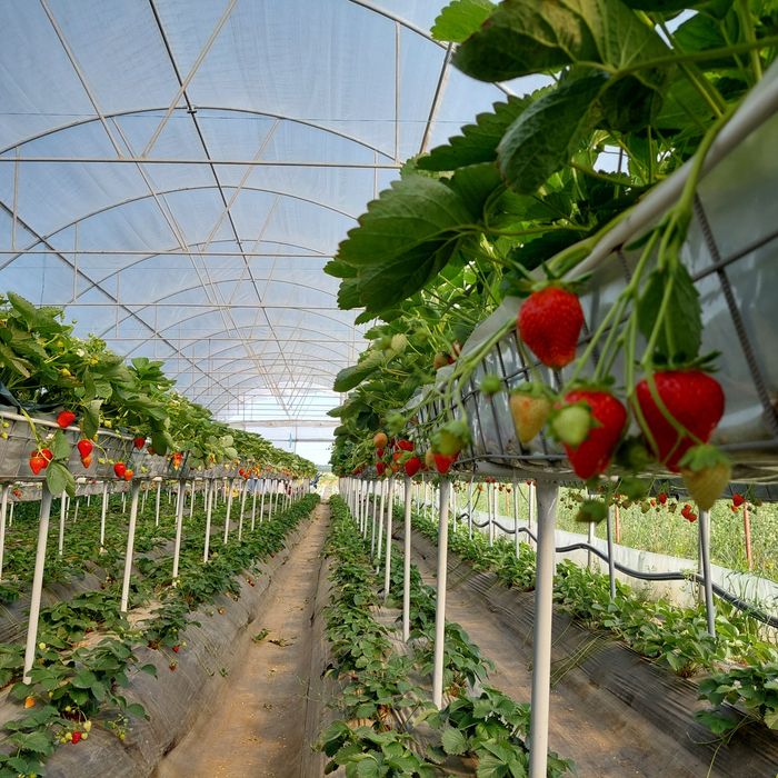 Vand solar cu folia de acoperire bonus