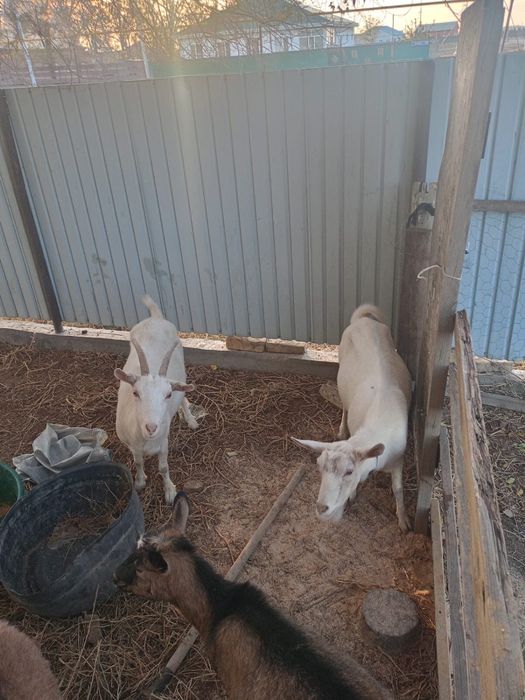 Ешкілер сатылады