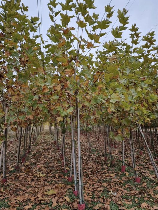 Copacii ornamentali mesteacan tei catalpa platan frasin oriunde in tar