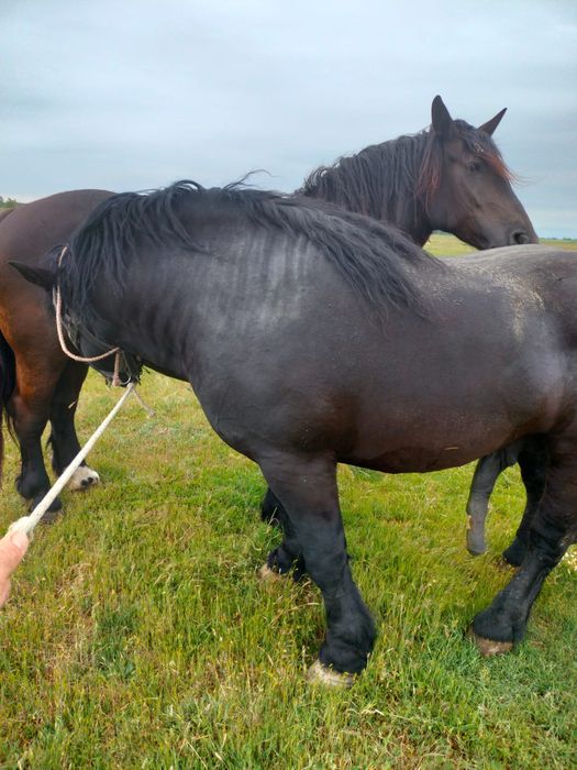 Vând mânz din părinți negri