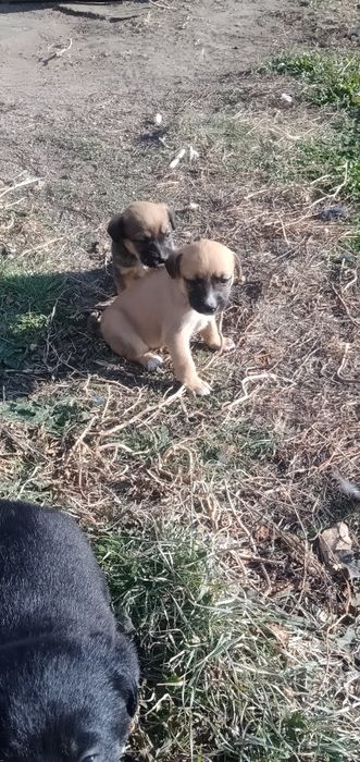 Отдам щенков, ищут дом