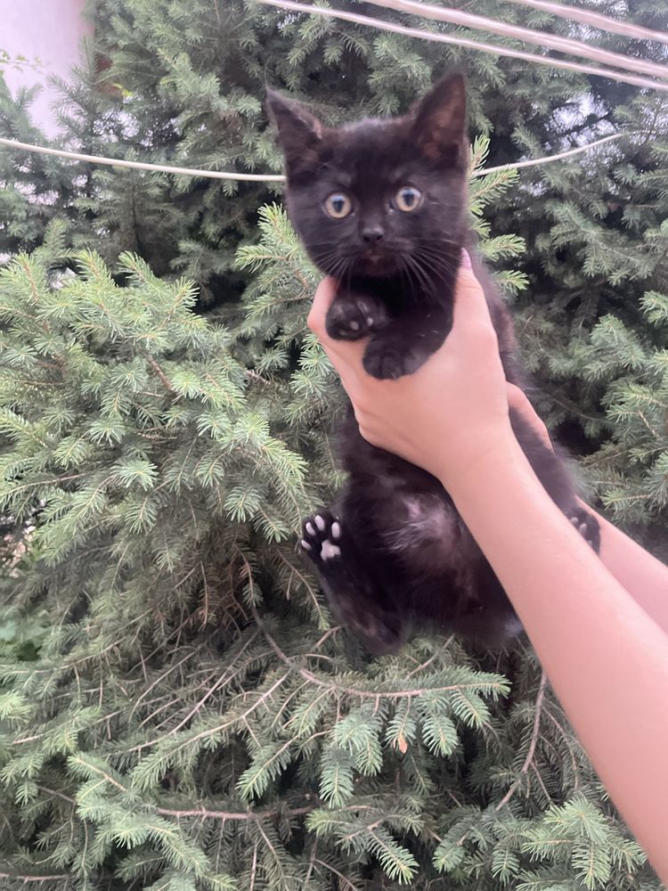 Отдаем котят в добрые руки