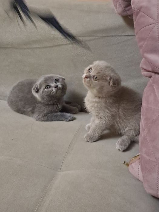 Шотладски клепоухи котета