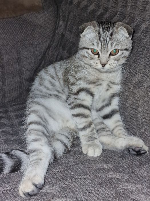 Красивый котёнок