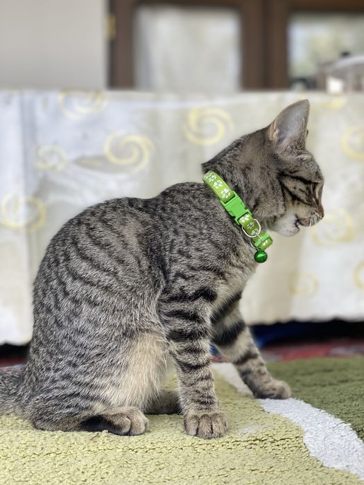 Отдам котенка в добрые руки! Hadiya
