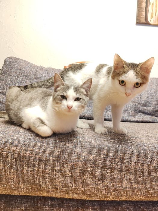 Котенок, девочка и мальчик