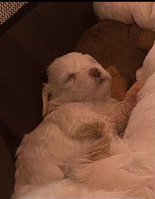 Dau pui de bichon